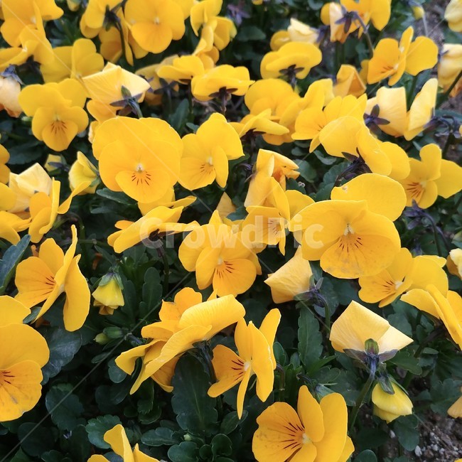 팬지,산책,봄,4월,노란,노랑색,꽃,pansy