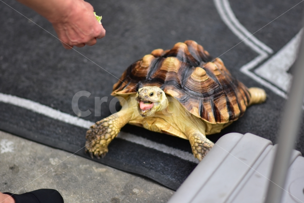 반려동물,사람,애완동물,거북이,거북,상추,먹이,일상,pet,animal,동물,도로,동물,animal,파충류,양서류,reptile,amphibian,사람,인물,인간,human,person,감정표현,기분,feeling,emotion