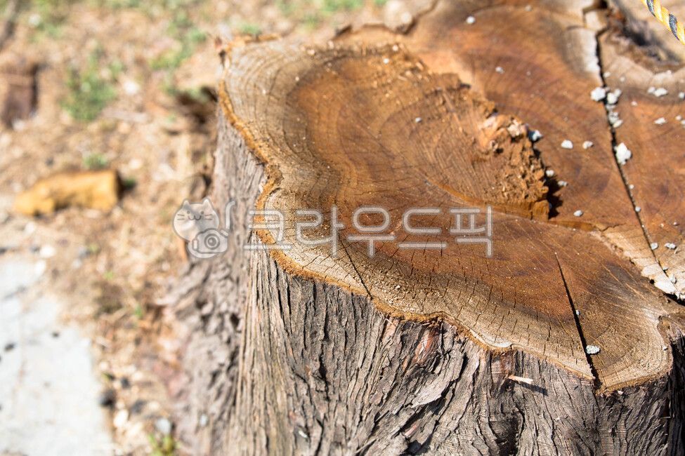 annual zone,old tree,tree,wood,felling,cross section of wood