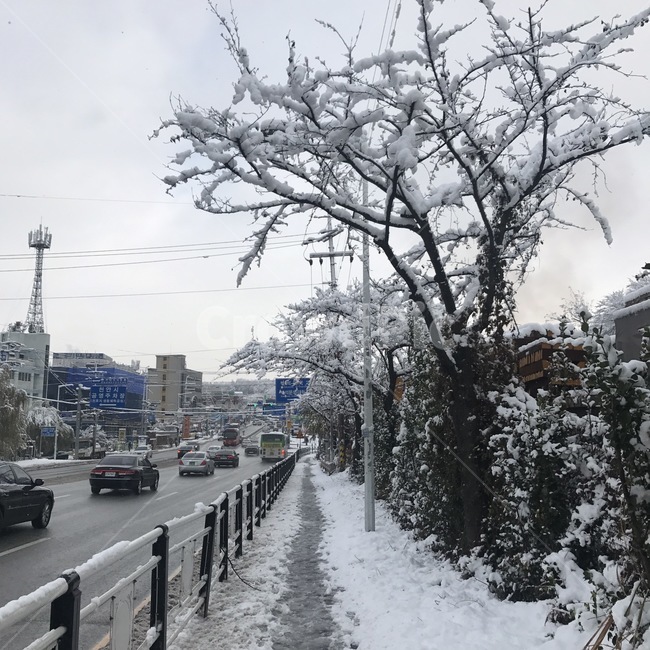 서울,겨울,눈,길,나뭇가지
