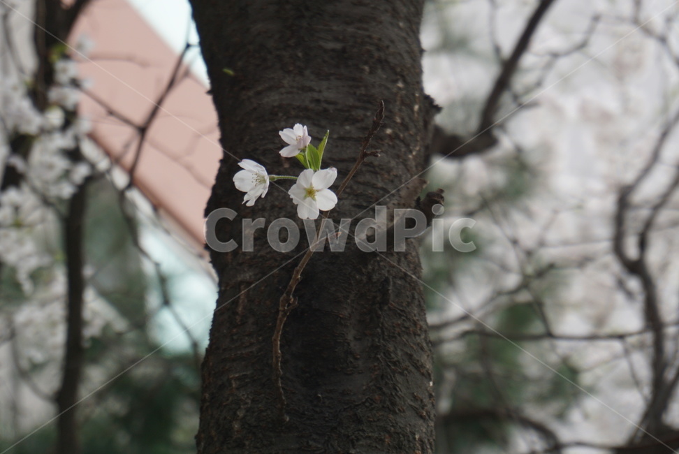 벚꽃,사쿠라,봄꽃,봄,spring,cherryblossom,핑크벚꽃,분홍벚꽃,계절,season,자연,plants,nature,꽃,flower,감성,sensible,feeling,plant,blossom,꽃놀이,벚꽃나무,벚나무,하얀벚꽃,흰벚꽃,식물