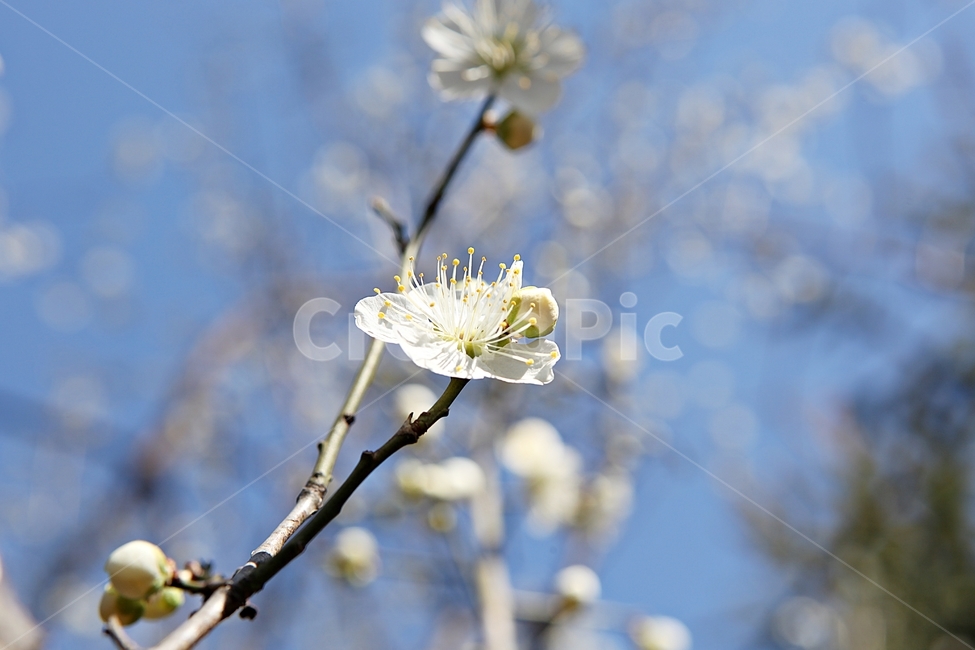 매화,매화꽃,꽃,꽃잎,봄꽃,봄,식물,자연,공원,식물,자연,plants,nature,꽃,flower