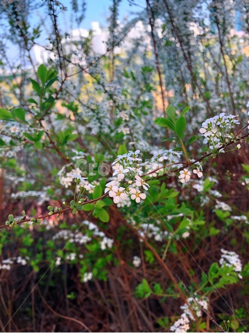 꽃,식물,자연,아름다운,flower,nature,colorful,plant,잔잔한,흰색