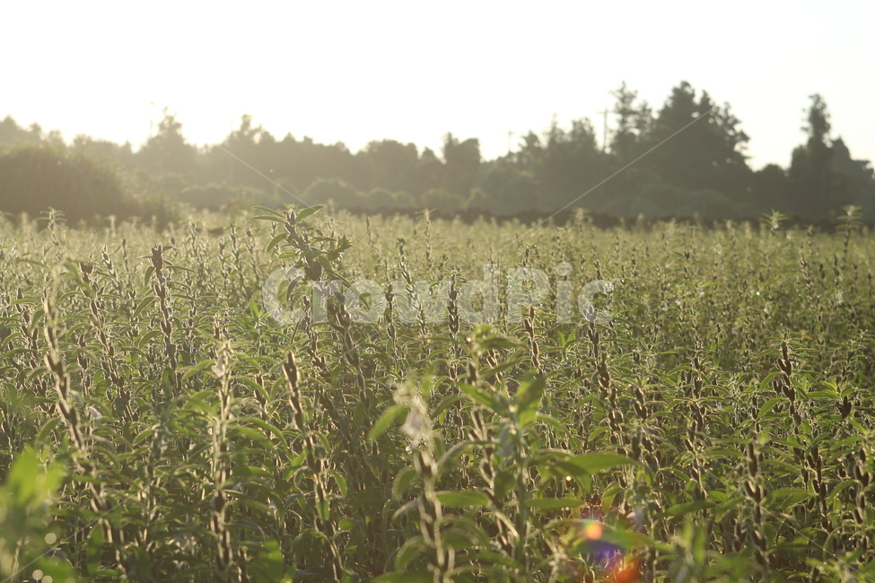 참깨,여름,농장,제주도,햇살,자연,풍경,nature,landscape,grassland,목초지,field,들,outdoors,옥외,rural,농촌,farm,meadow