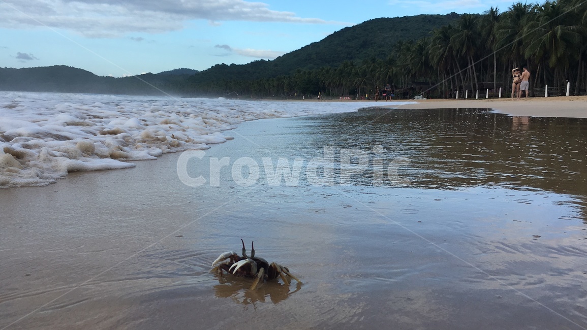 배경,해변,게,바닷가,여름,crab,background,풍경,필리핀,해변,바다,beach,sea