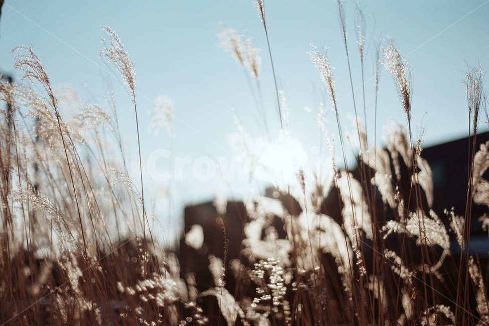 갈대,필름사진,grass,잔디,plant,식물,가을,계절,fall,autumn,season