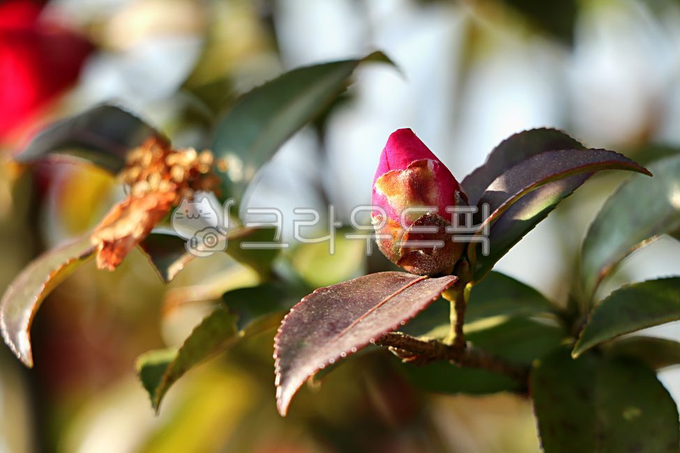 동백꽃,제주동백꽃,동백,꽃망울,flower,꽃,blossom,plant,식물