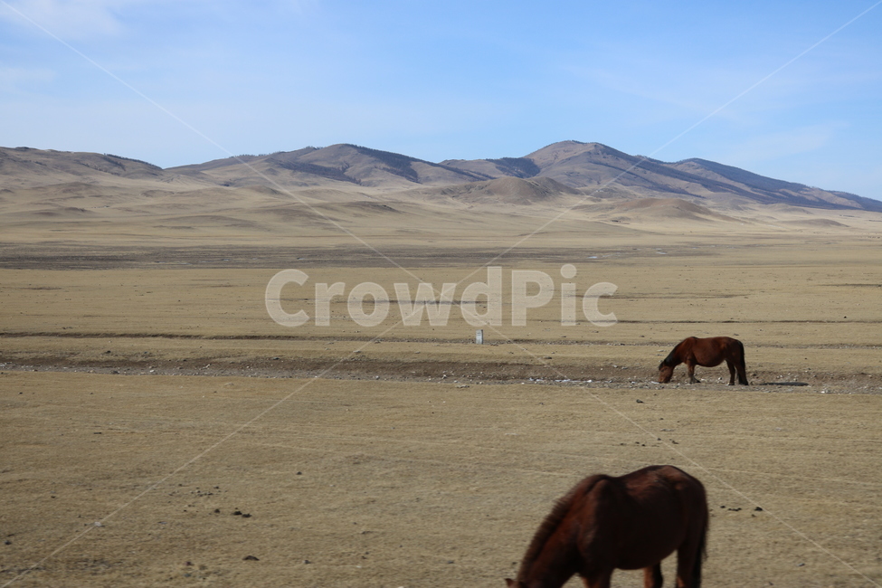 mongolia,시골,하늘,몽골,겨울,울란바토르,감성,말,동물,animal,포유류,mammal