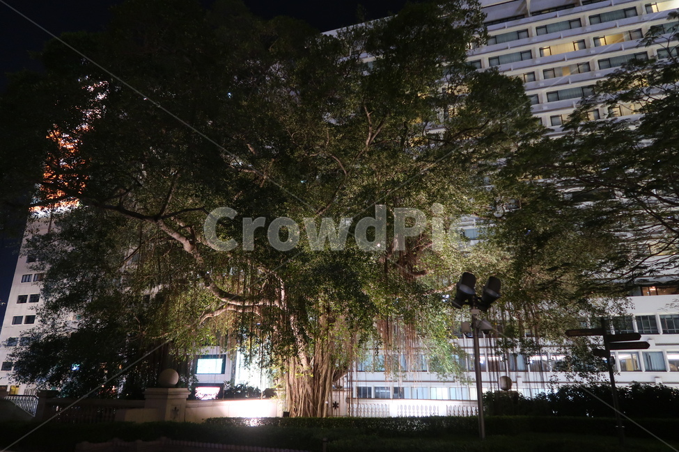나무,밤,저녁,가로등,tress,night,evening,streetlight