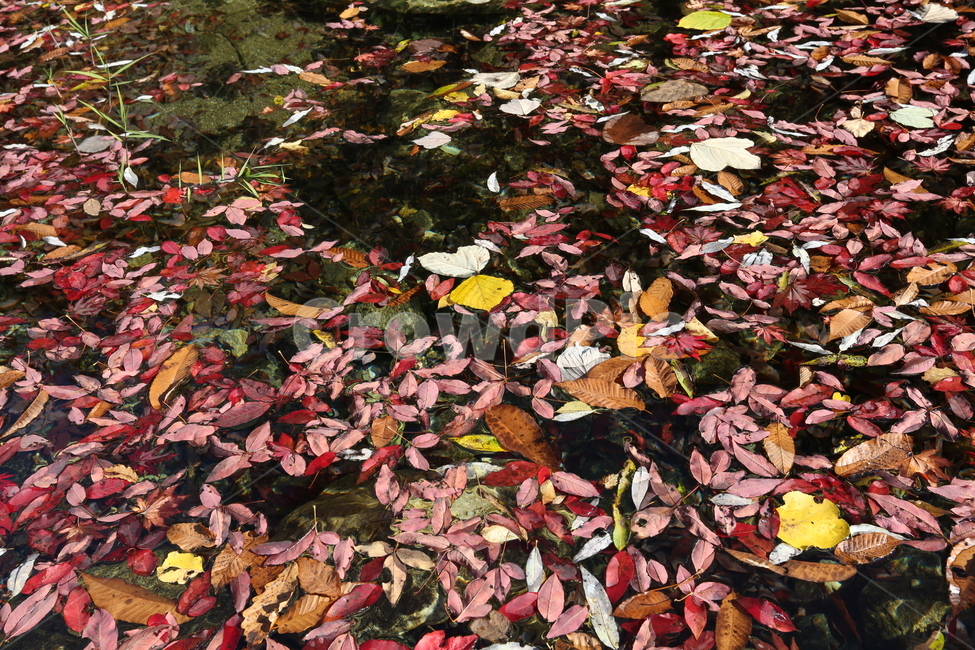 가을,leaf,plant,잎,tree,가을,계절,fall,autumn,season