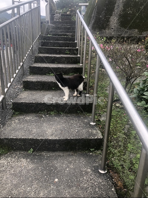난간,고양이,자연,풍경,동물,동물,animal,포유류,mammal,고양이,cat,kitten,kitty