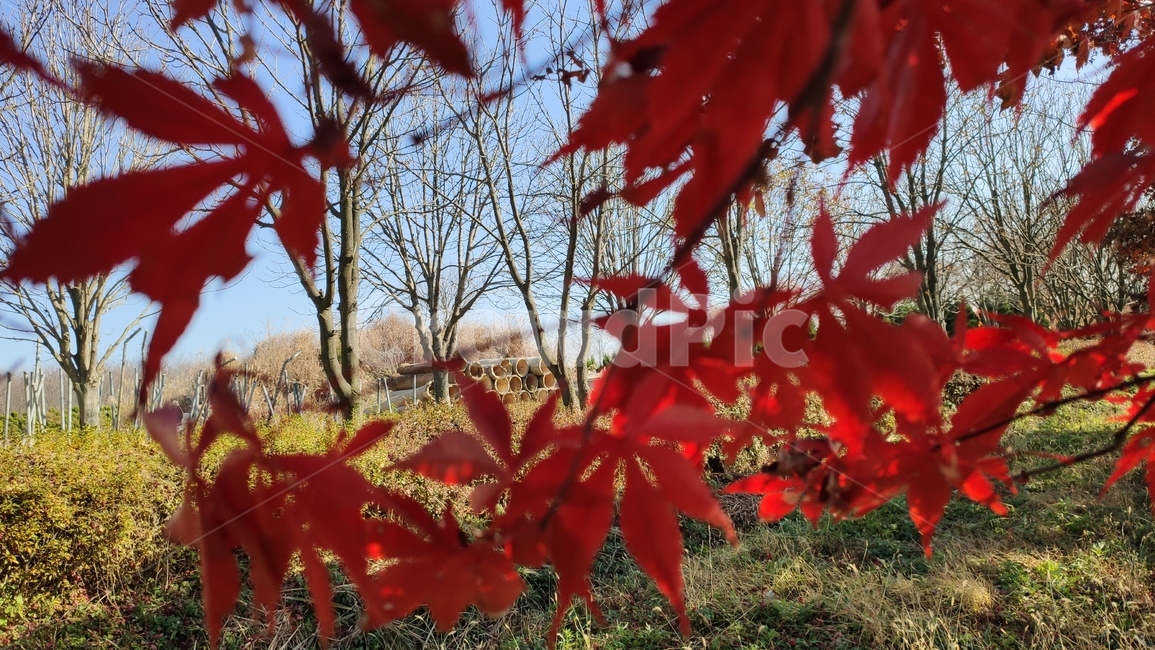 엽록소,가을단풍,가을,plant,식물,leaf,잎,tree,나무,maple,단풍,가을,계절,fall,autumn,season