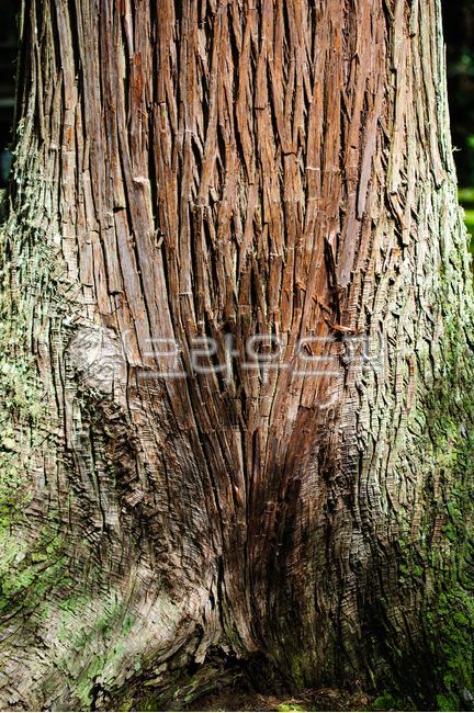 offshoot,beauty,nature,texture,tree,skin,blown,brown,wrinkle,tree color,tree bark,aperture,tree scent,plant,Scent,time,wood texture,serene,wooden pillar,age