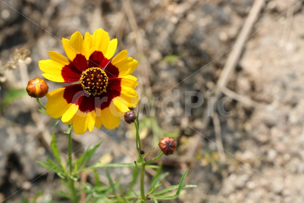 꽃,야생화,들꽃,가을,가을꽃,프랜치메리골드,아름다움,노란꽃,autumn,Flower,Wildflower,Autumnflowers,FrenchMerigold,beauty,beautiful,식물,자연,plants,nature,꽃,flower