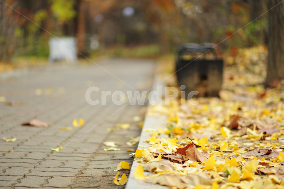 가을,단풍,거리,낙엽,벤치,fall,maple,street,풍경,가을,계절,fall,autumn,season,plant,식물