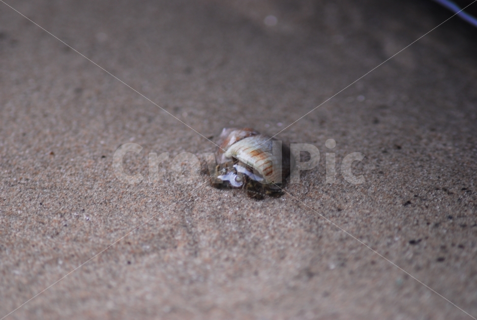 소라게,소라,바다,바다생물,게,해변,바다,beach,sea