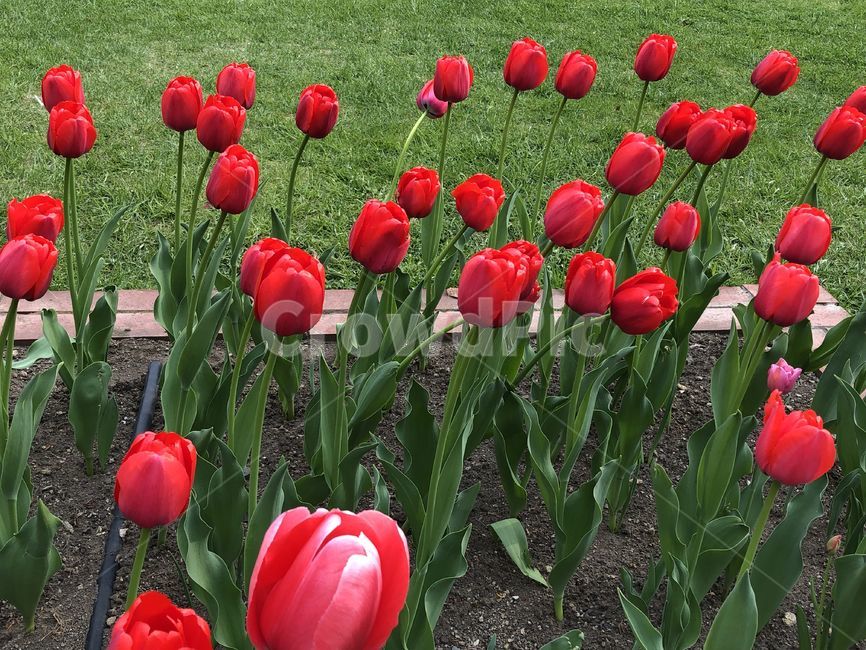 꽃,튤립,꽃밭,flower,tulip,빨간꽃,빨강,식물,plant,자연,풀