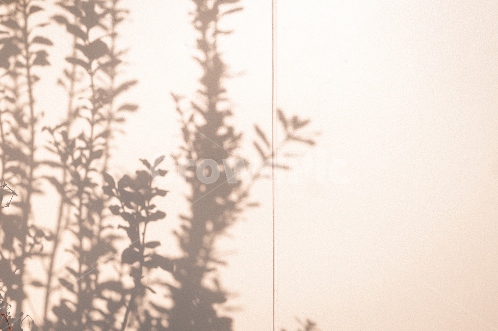그림자,나뭇잎,빛,감성,분위기,풀,shadow,light,leaf,tree,감성사진,실루엣,그림자,silhouette,shadow