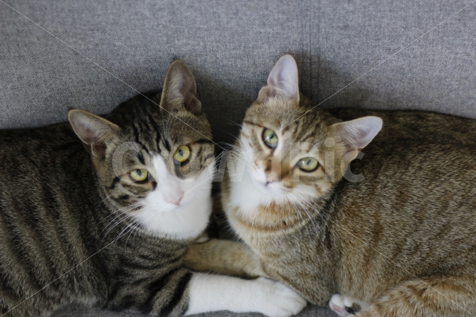 고양이,반려동물,유기묘,길냥이,애완동물,cat,pet,kitten,아기고양이,코숏,코리안숏헤어,동물,animal,캣맘,캣대디,커플,포옹,hug,동물,animal,포유류,mammal,고양이,cat,kitten,kitty