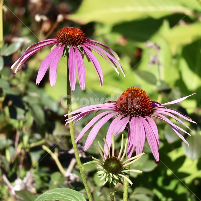 꽃,여름,식물,딸기,분홍,식물,자연,plants,nature,꽃,flower