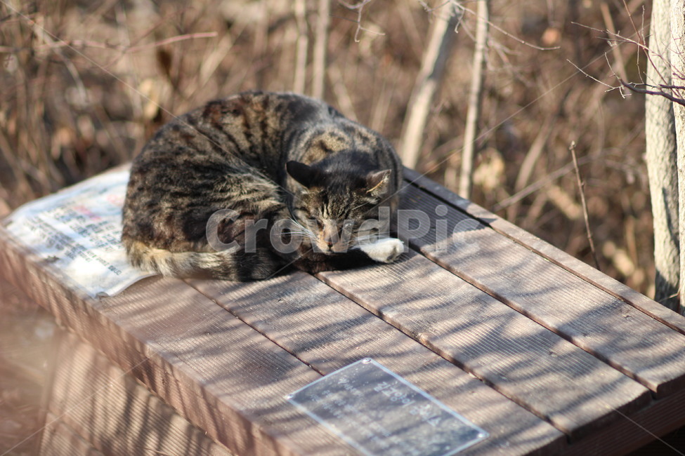 고양이,길고양이,낮잠,잠,cat,동물,animal,포유류,mammal,고양이,cat,kitten,kitty