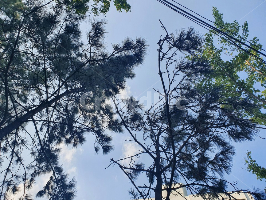 나무,plant,tree,하늘,침엽수,자연,풍경,outdoors,cloud,up