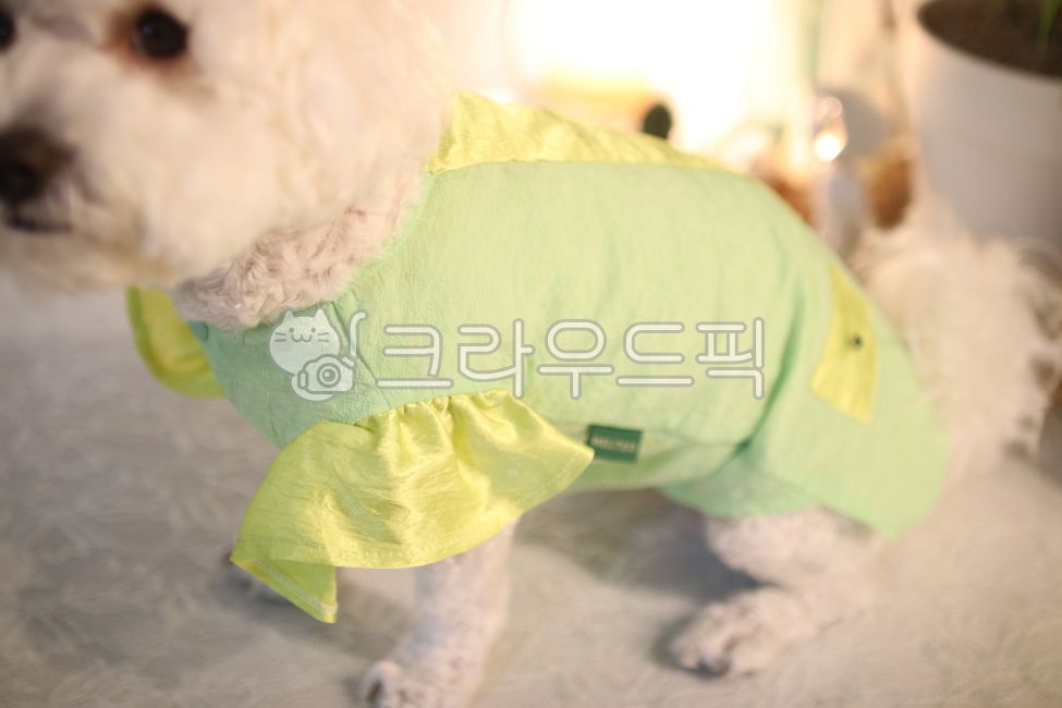 dog dressed up,Pretty dog clothes,light green clothes,lace clothes,dog clothes,dog clothing