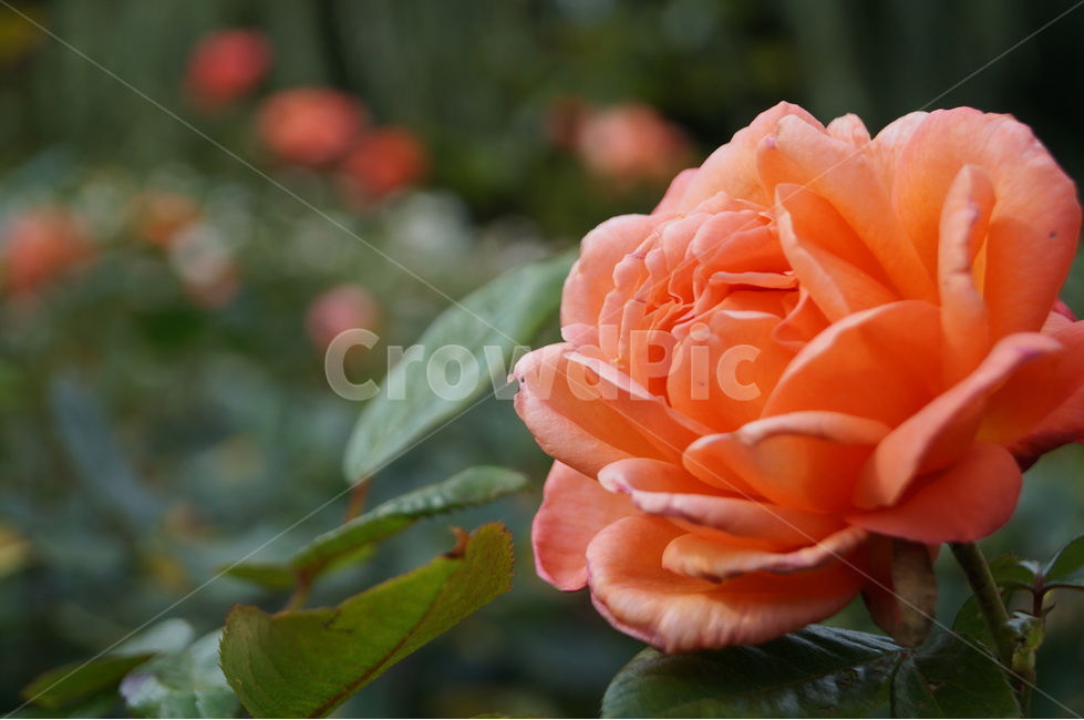 장미,로즈,rose,식물,꽃,flower,살구색,살구색장미,식물,자연,plants,nature,꽃,flower