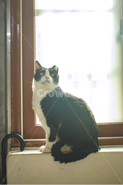 homedecor,가정장식,cat,고양이,animal,동물,mammal,포유류,pet,애완동물,턱시도,턱시도냥,동물,animal,포유류,mammal,고양이,cat,kitten,kitty