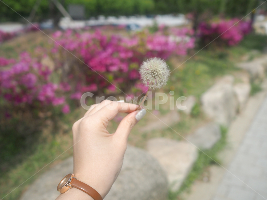 민들레,민들레홀씨,손,자연,꽃,식물,사람,인간,plant,person,human,blossom,flower