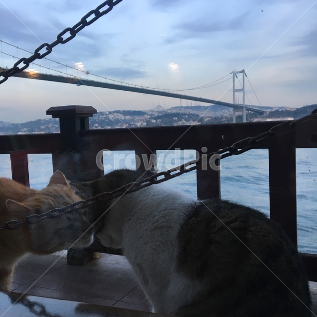 고양이,보스포러스다리,이스탄불,터키,바다,동물,animal,포유류,mammal,고양이,cat,kitten,kitty