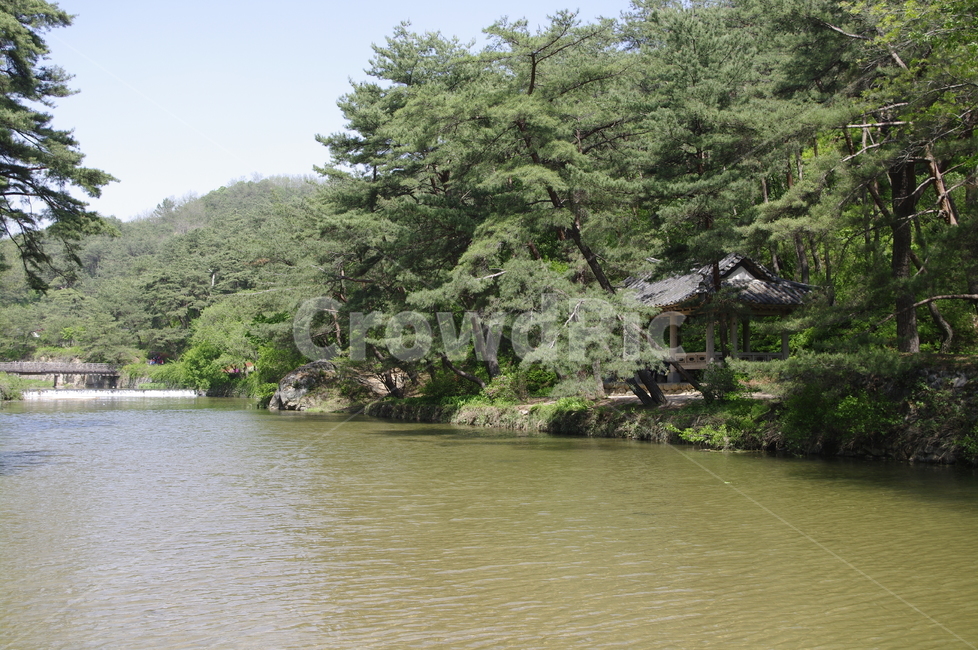 나무,식물,plant,자연,nature,숲,강,정자,자연,풍경,nature,landscape,한국자연풍경,한국자연경관,korea nature landscape,water,물,outdoors,옥외,land,땅