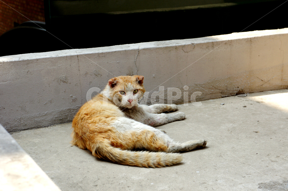 고양이,cat,streetcat,길고양이,치즈태비,길거리,동물,animal,포유류,mammal,고양이,cat,kitten,kitty