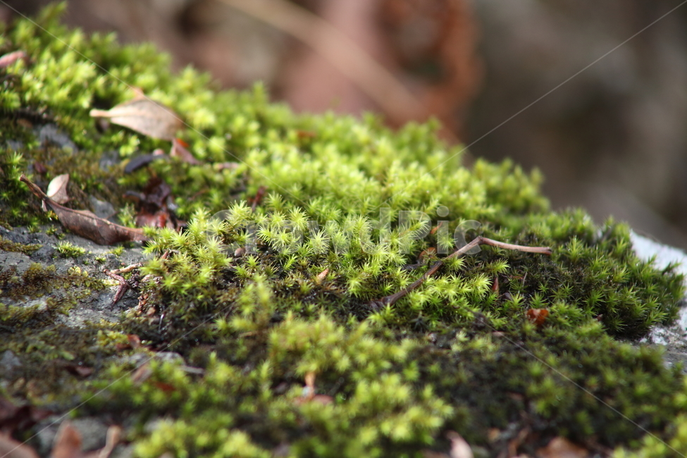 초록,이끼,식물,선태식물,moss,식물,자연,plants,nature
