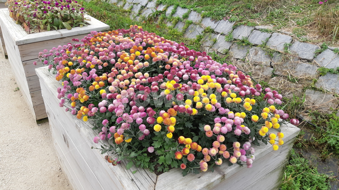 plant,식물,blossom,flower,꽃,꽃송이,화분,꽃장식,장식,알록달록,풍경,자연,꽃밭,식물,자연,plants,nature,꽃,flower