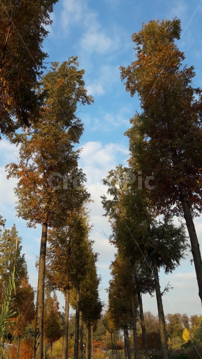 가을,단풍,낙엽,하늘,메타세쿼어,가을,계절,fall,autumn,season,식물,자연,plants,nature,나무,trees,wood,tree,plant,light,빛,flare,플레어