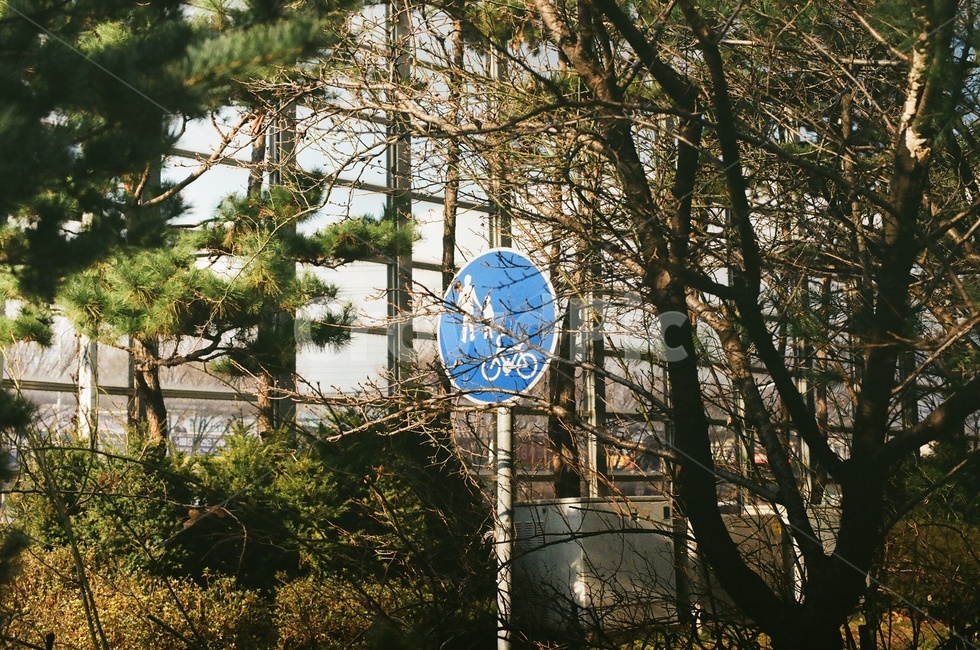 표지판,자전거도로,나무,파랑색,동그라미,감성,보행자