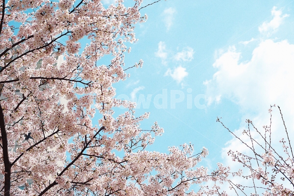 꽃,감성사진,벚꽃,풍경,자연,계절,색감,flower,emotion,cherryblossom,landscape,nature,season,color,봄,계절,spring,season,식물,자연,plants,nature,꽃,flower,plant,blossom,cherry blossom