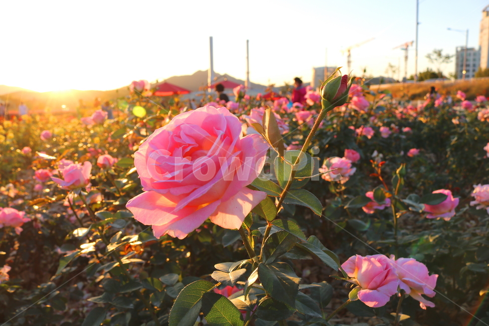 장미,장미꽃,꽃,식물,자연,핑크피스,분홍꽃,관상용,식물,자연,plants,nature,꽃,flower