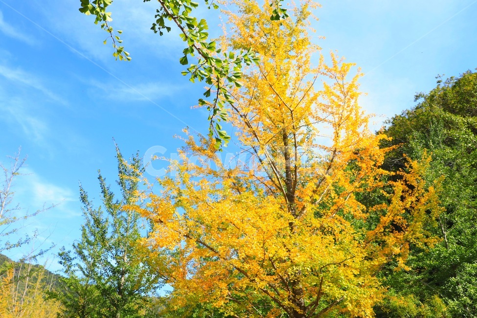 가을,가을하늘,은행나무,단풍,홍천,가을,계절,fall,autumn,season,tree,나무,plant,식물