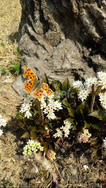 식물,나무,꽃,plant,blossom,flower,장장포,부처손,돌단풍,나비