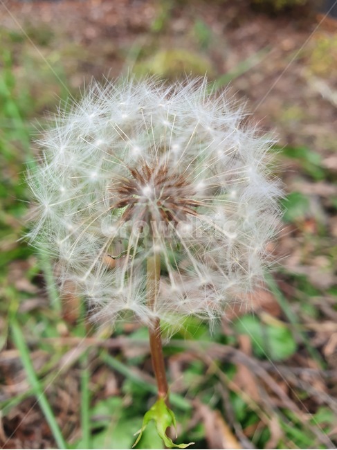 plant,식물,flower,꽃,blossom,민들레,식물,자연,plants,nature
