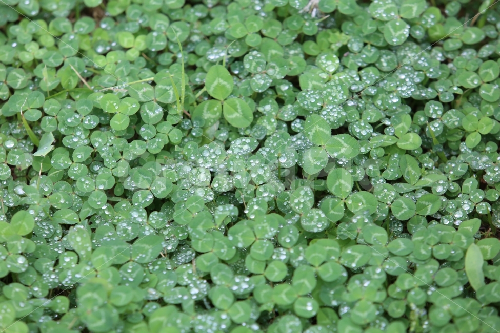 네잎크로버,식물,이슬,신선,봄,식물,자연,plants,nature