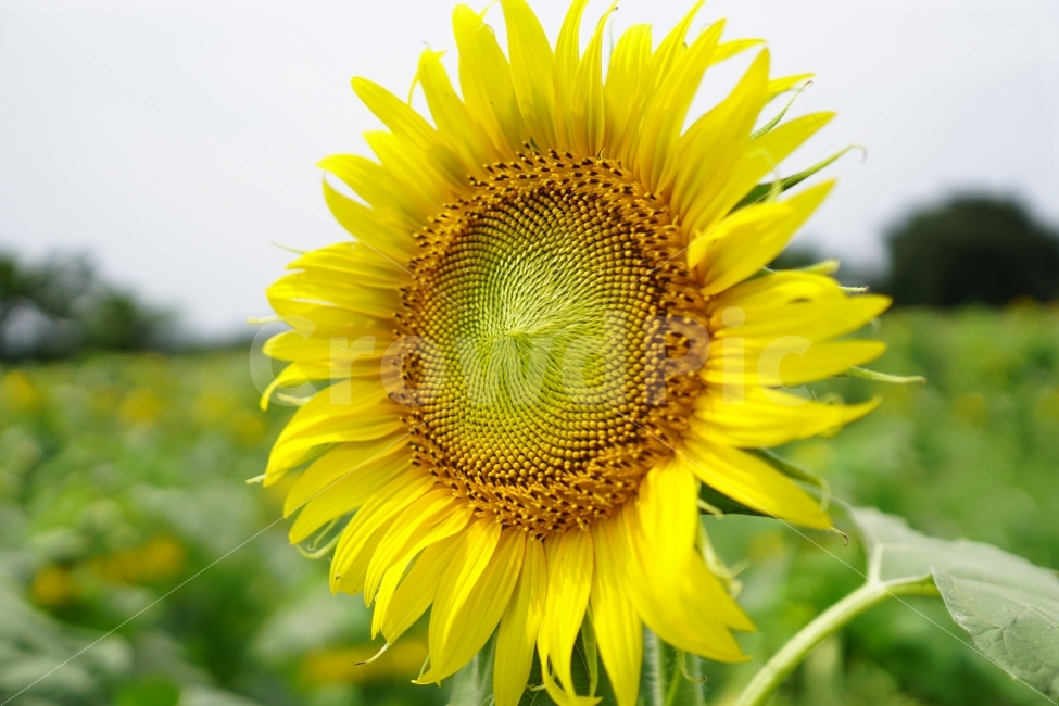 해바라기,해바라기꽃,꽃,꽃사진,플라워,flower,flowers,sunflower,자연,nature,식물,plant,이파리,꽃잎,감성,감성사진,힐링,힐링사진,스냅,스냅사진,스넵,스넵사진,snap,snapshot,느낌,분위기,여름,summer,8월,여름꽃,feel,feeling,계절,season,화단,꽃밭,노랑색,노란색,색깔,칼라,color,색감,한국의자연,한국자연,korea,초가을,늦여름,autumn,fall,9월,September,가을꽃,여름,계절,summer,season,식물,자연,plants,nature,꽃,flower,blossom