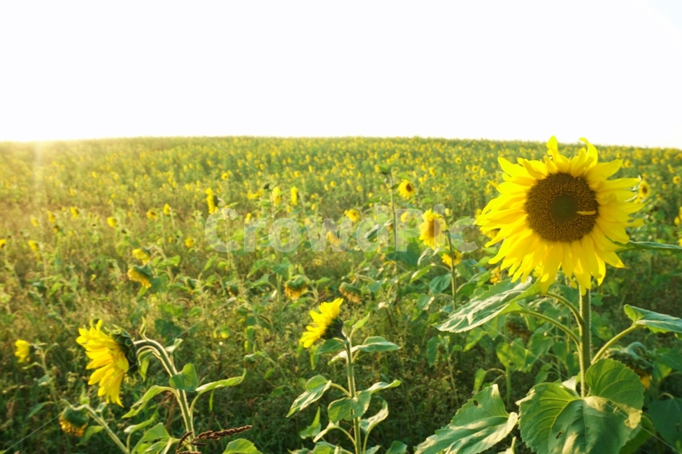 field,꽃밭,언덕,해바라기,들,grassland,자연,농촌,countryside,nature,plant,식물,flower,blossom,꽃,식물,자연,plants,nature,꽃,flower
