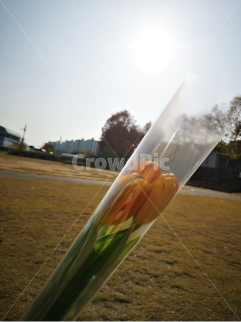 튤립,망고튤립,노란튤립,노란꽅,꽃한송이,한송이,꽃