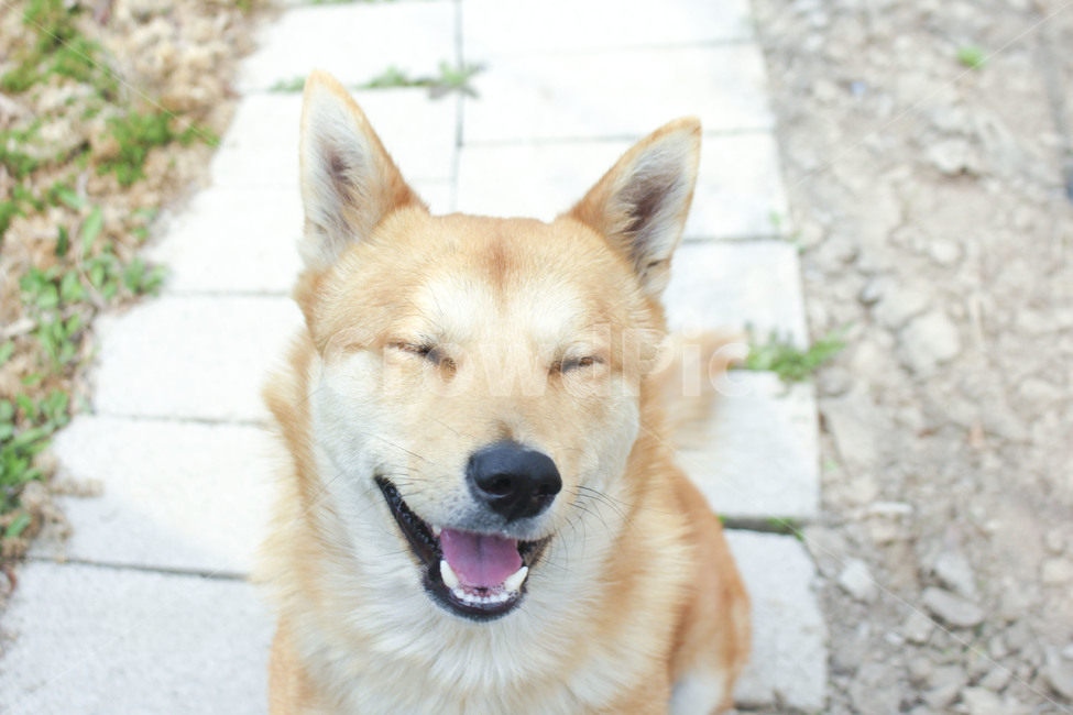 미소,가족,반려견,진돗개,황구,동물,animal,포유류,mammal,개,강아지,dog,doggy,감정표현,기분,feeling,emotion