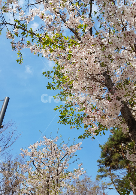 벚꽃,하늘,봄,구름,cherryblossoms,식물,자연,plants,nature,꽃,flower