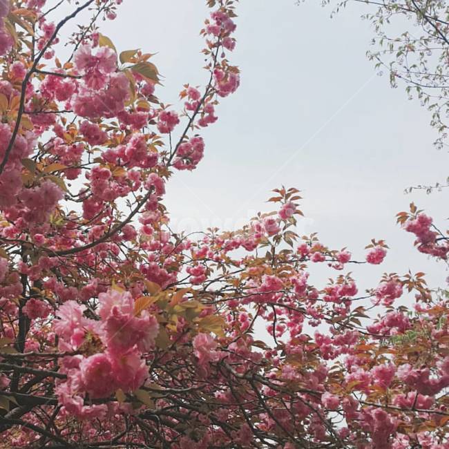 꽃,하늘,봄,분홍,나무,봄,계절,spring,season,식물,자연,plants,nature,꽃,flower,plant,blossom,cherry blossom,벚꽃