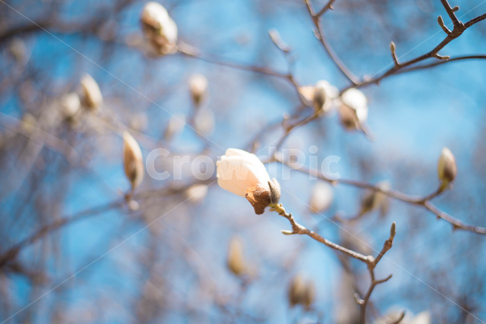 목련,목련나무,봄꽃,식물,나무,봄,계절,spring,season,식물,자연,plants,nature,꽃,flower,plant